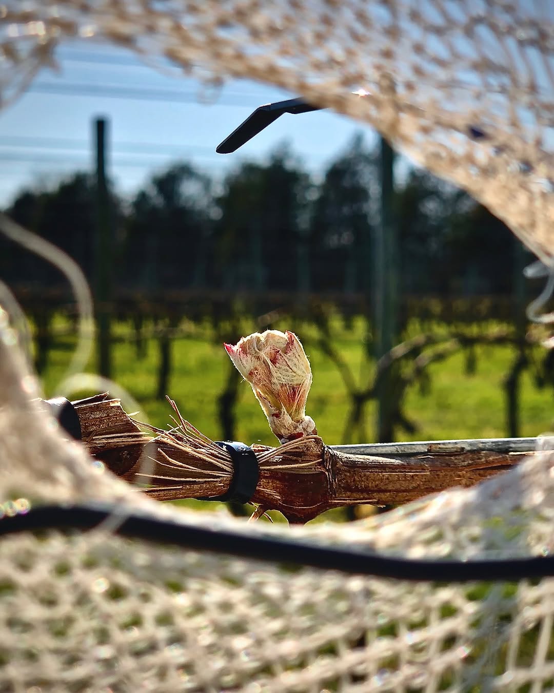 First buds bursting on the vines in spring