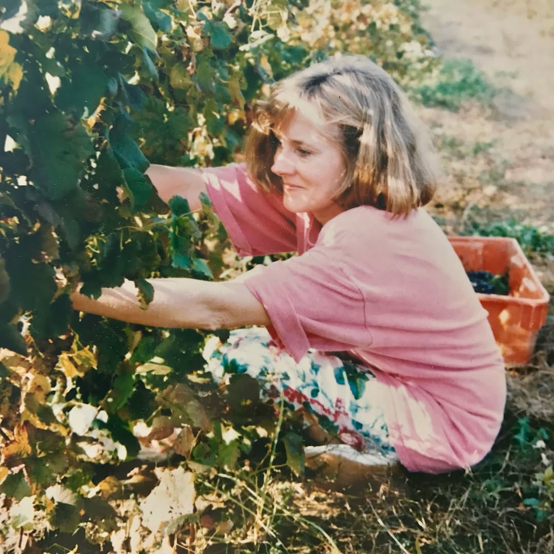 Archival film photo of Molly Channing crouched in the vines picking grapes, 1995