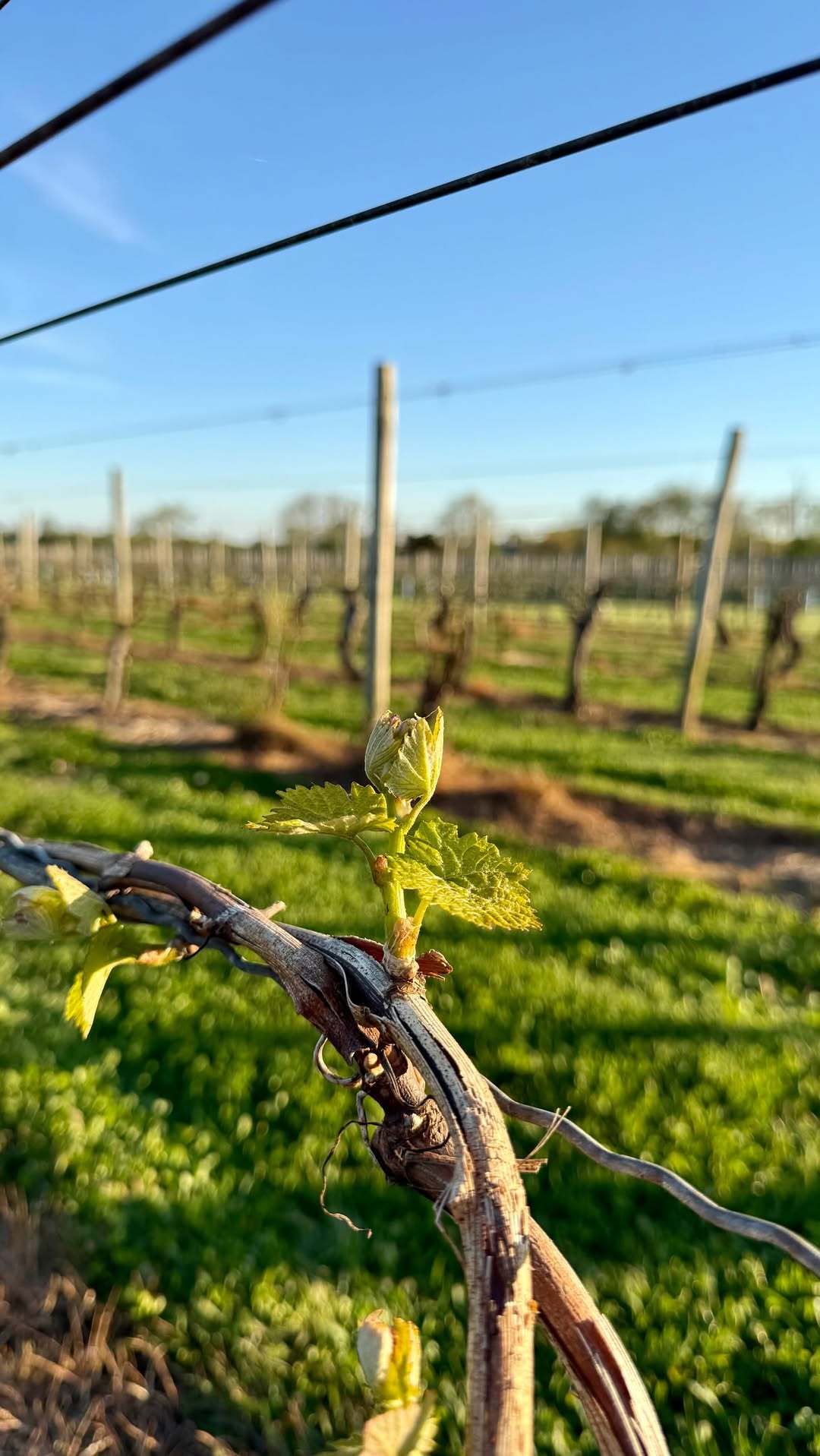 First buds of spring bursting on an old vine, vineyard posts blurred behind