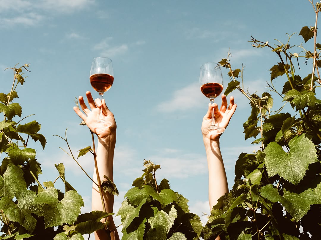 Two hands raising glasses of rosé above the vine canopy against a summer sky